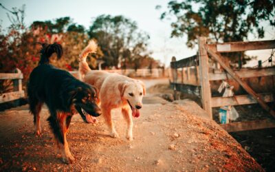 The Best Dog Friendly Hiking In Utah