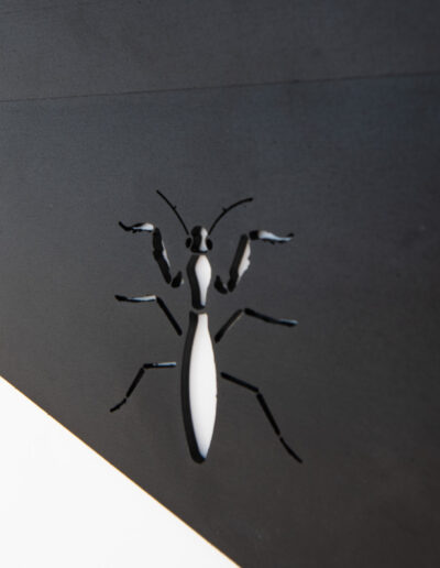 Mantis Watermarked 66
