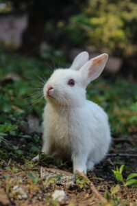 (rabbit) Pexels Satyabratasm 4001296