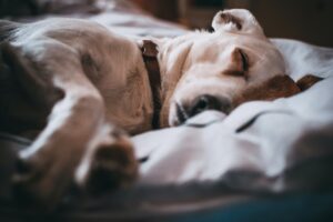 (sleeping Dog) Pexels Lisa Fotios 791862