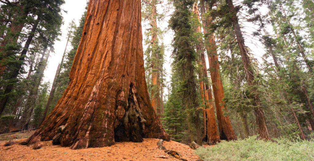 Giant Ancient Seqouia Tree Kings Canyon National Park
