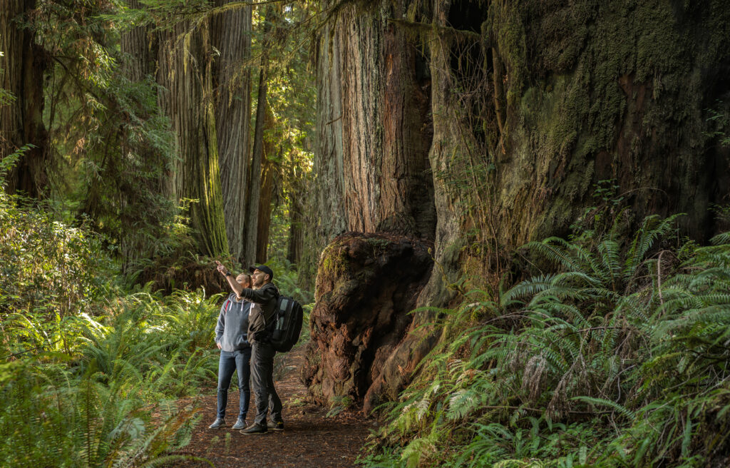 Tourist Exploring California Coastal Redwoods Forest